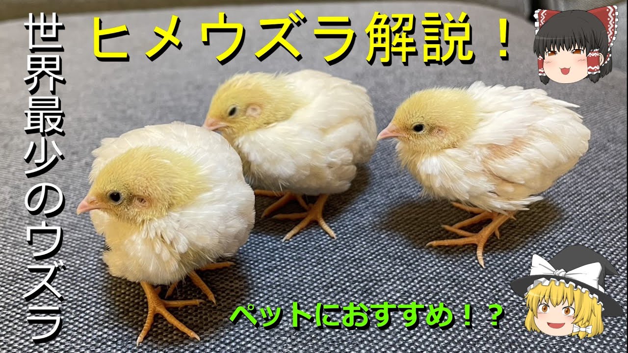 [ゆっくり解説]世界一小さいウズラ！ヒメウズラとは？特徴や飼育方法まで解説！