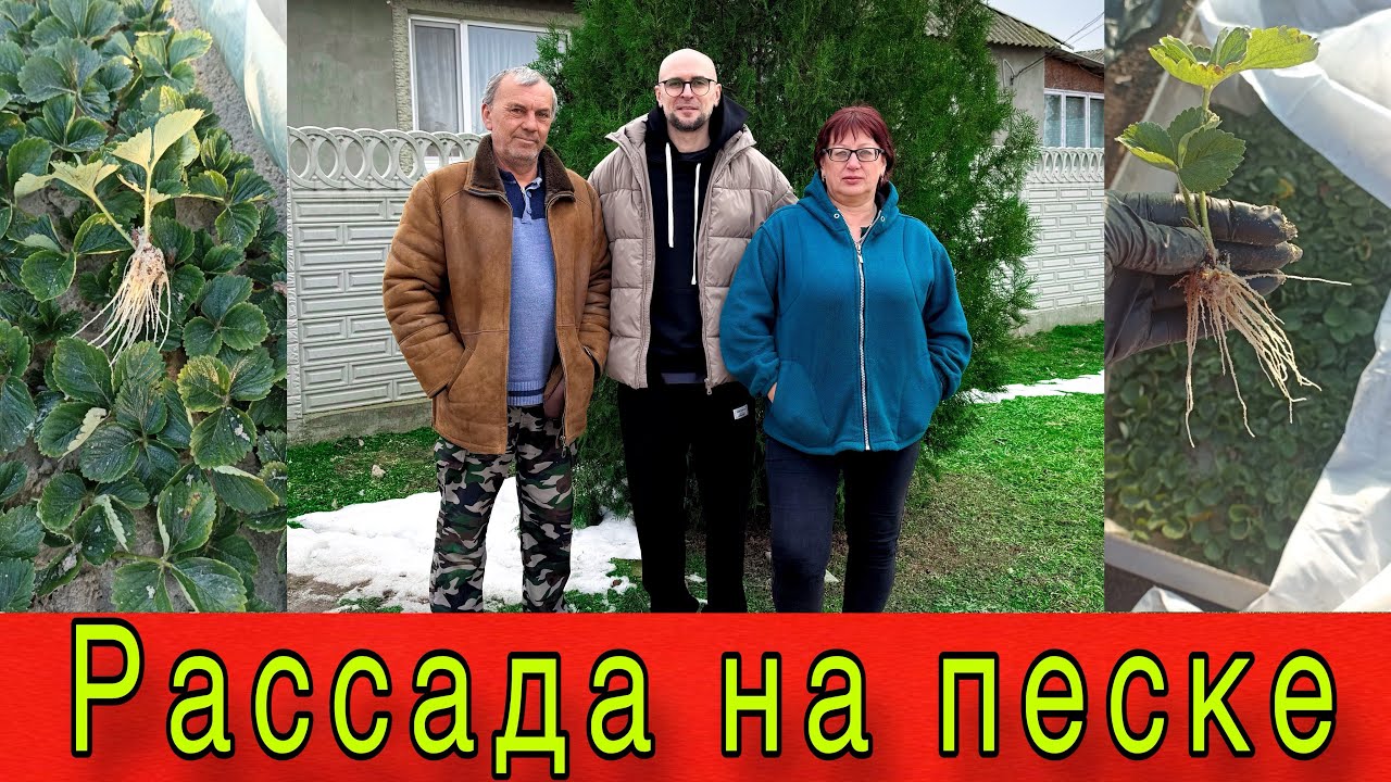 Рассада клубники на песке| Как получить свежую рассаду весной