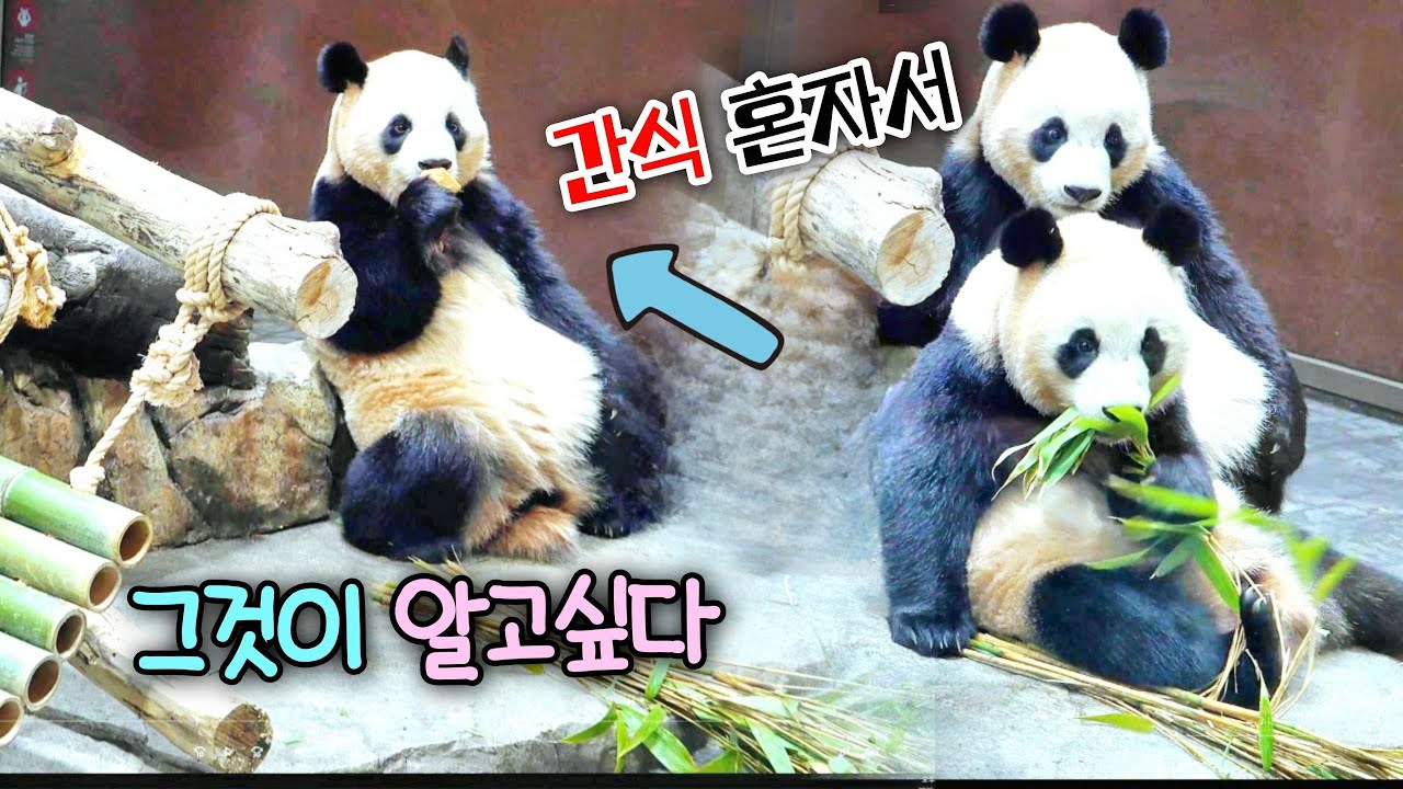루이바오 언니가 골목으로 사라지자 두근두근 확인하는 동생 후이바오