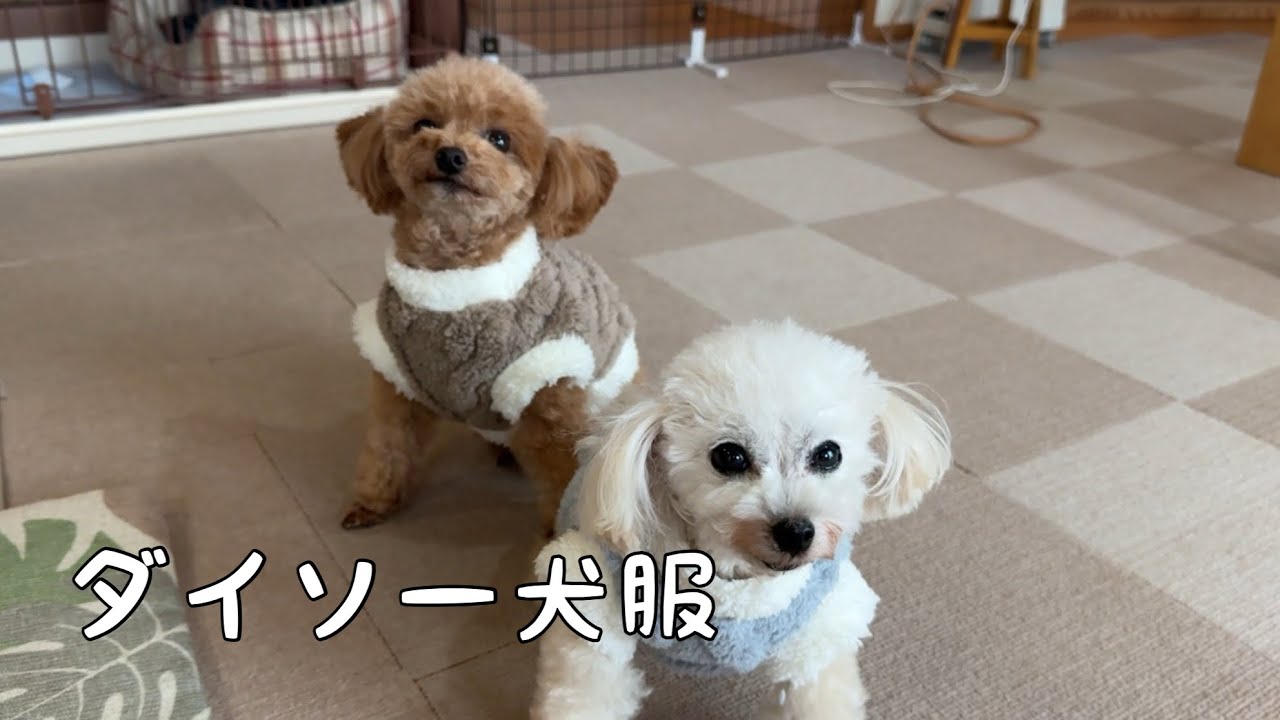 ダイソーの犬服、想像以上にピッタリで可愛すぎた