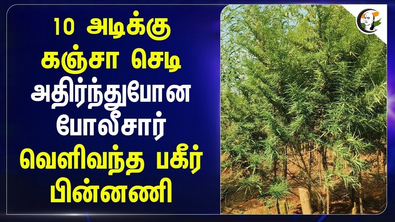 10 அடிக்கு க*சா செடி..அதிரிந்து போன Police.. வெளிவந்த பகீர் பின்னணி | TN Police | Say No To Drugs
