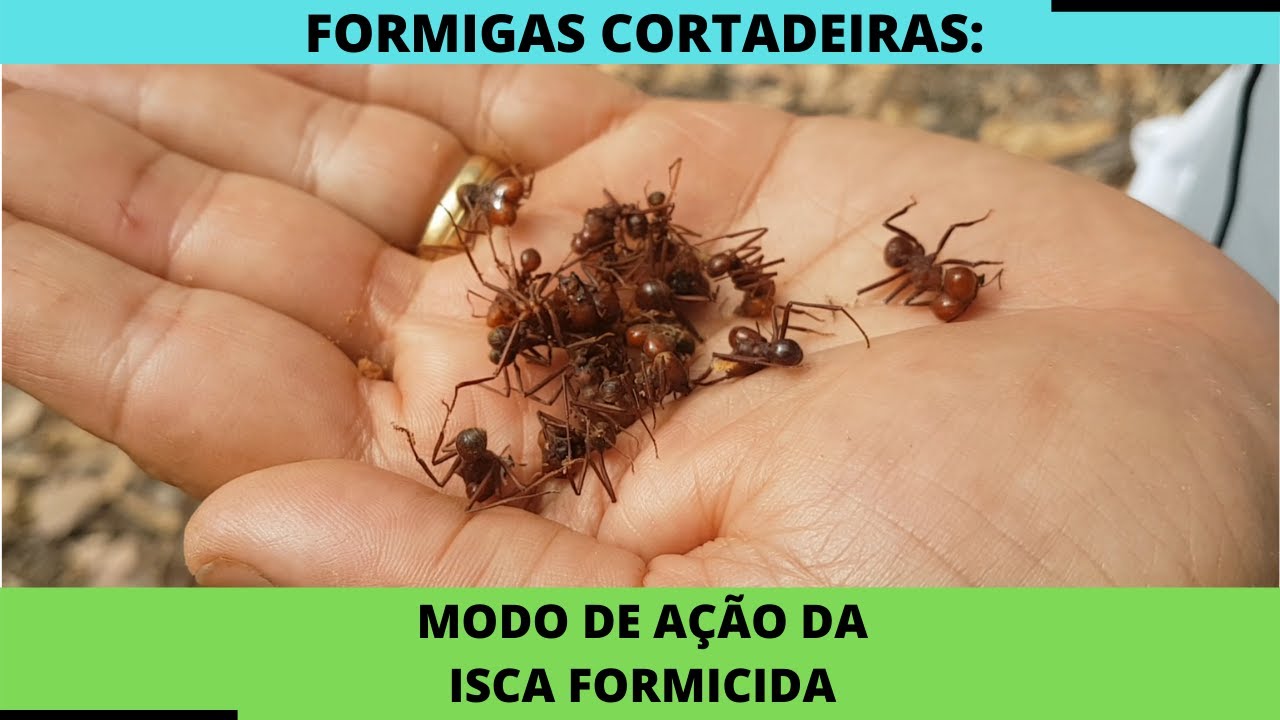 Modo de ação da isca formicida