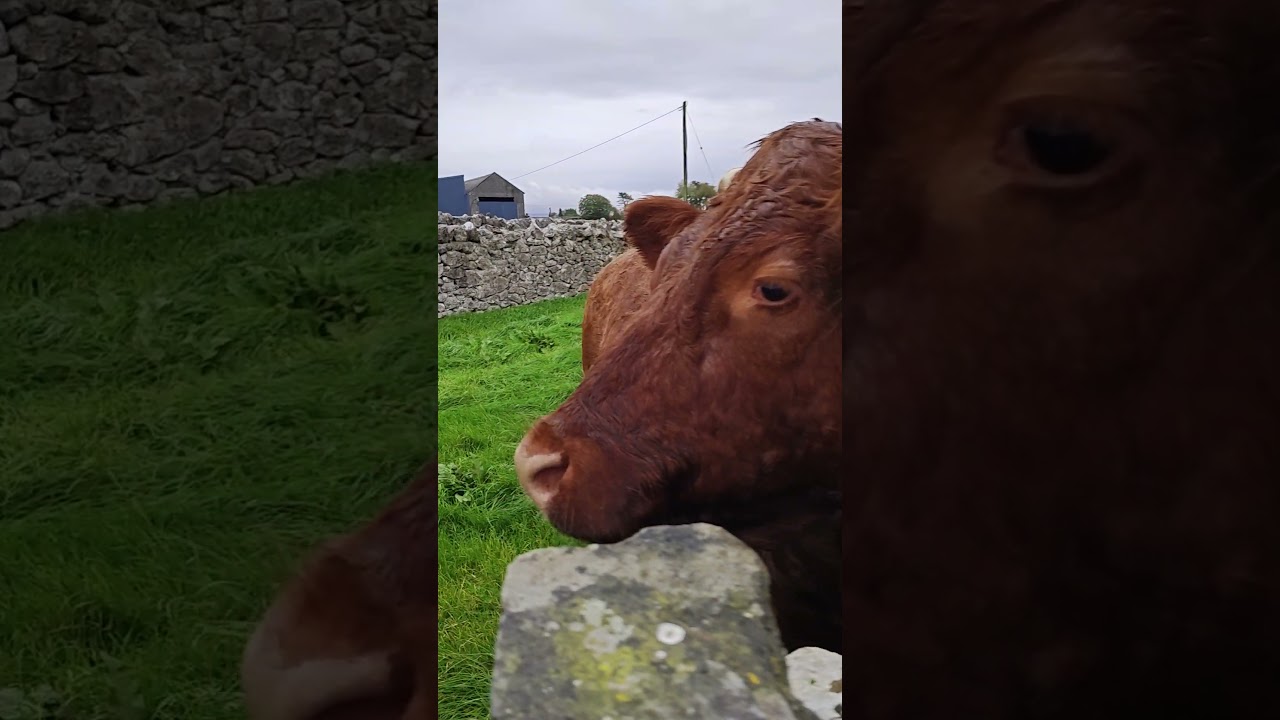I really love Irish cows in Galway