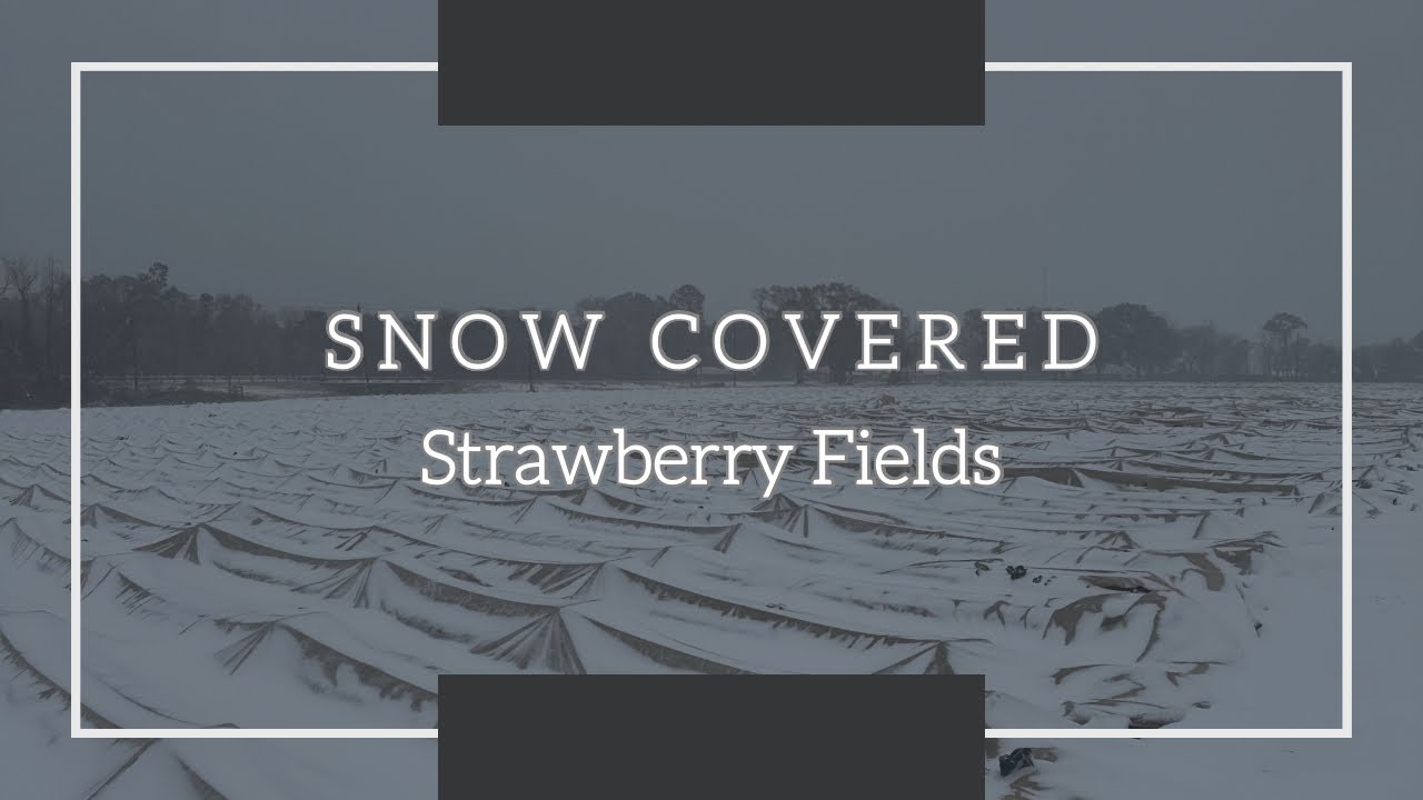 Our Strawberry Field was BURIED in snow