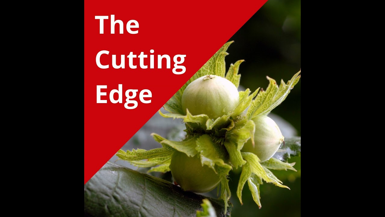Field Notes: Hazelnuts July 27
