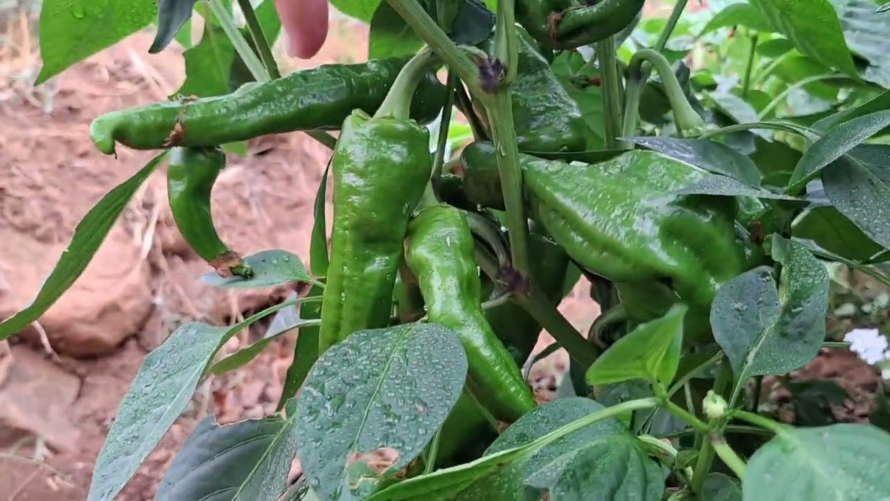 الفلفل الريفي🌶🌽☘️