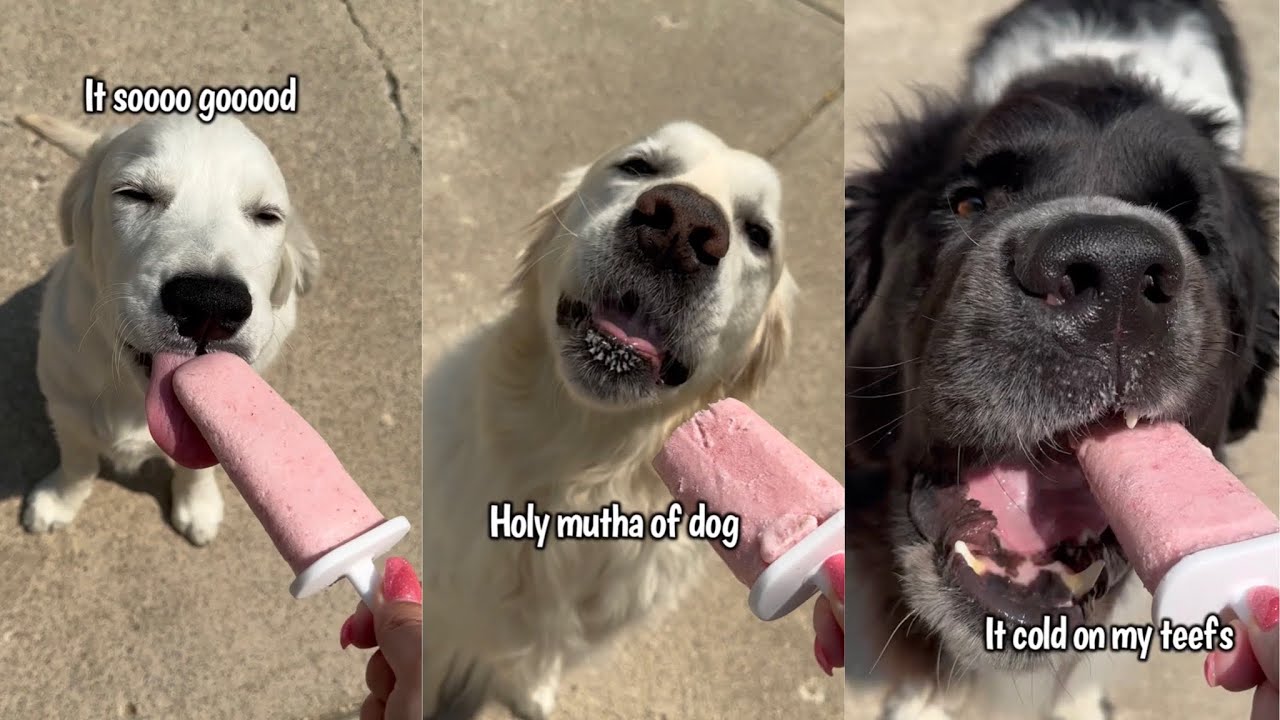 Golden Retriever Puppy Tries Pupsicles For The First Time