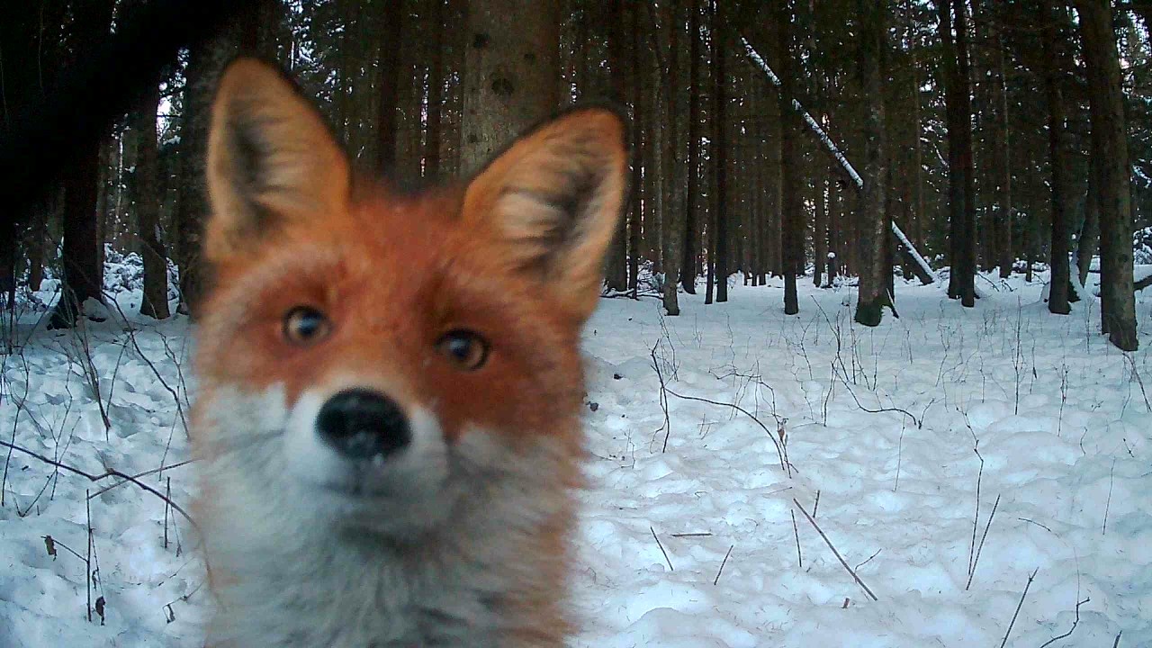 Rebane / Red Fox / Vulpes vulpes