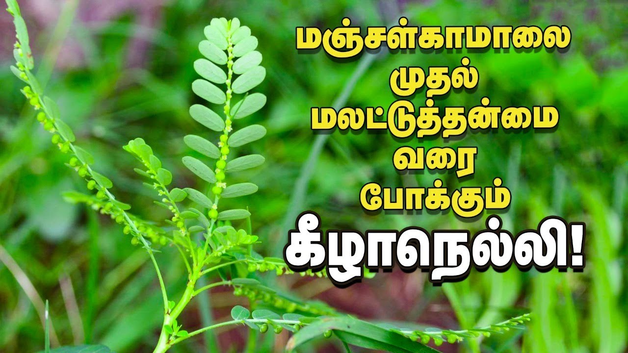 மஞ்சள்காமாலை முதல் மலட்டுத்தன்மை வரை போக்கும் கீழாநெல்லி! #Keelanelli #Herbals  #PasumaiVikatan