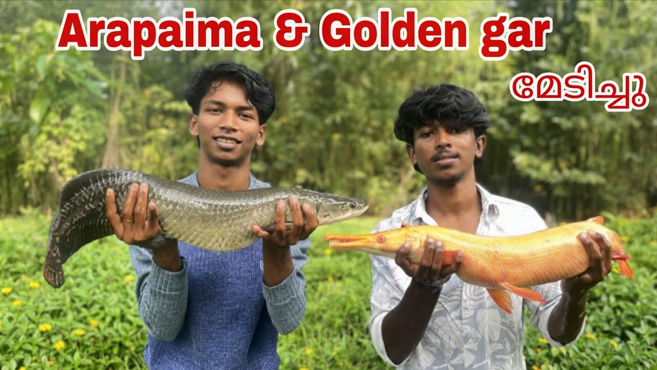 Arapaima & Golden gar നെ മേടിച്ചു🔥|Aqua Tips malayalam 
