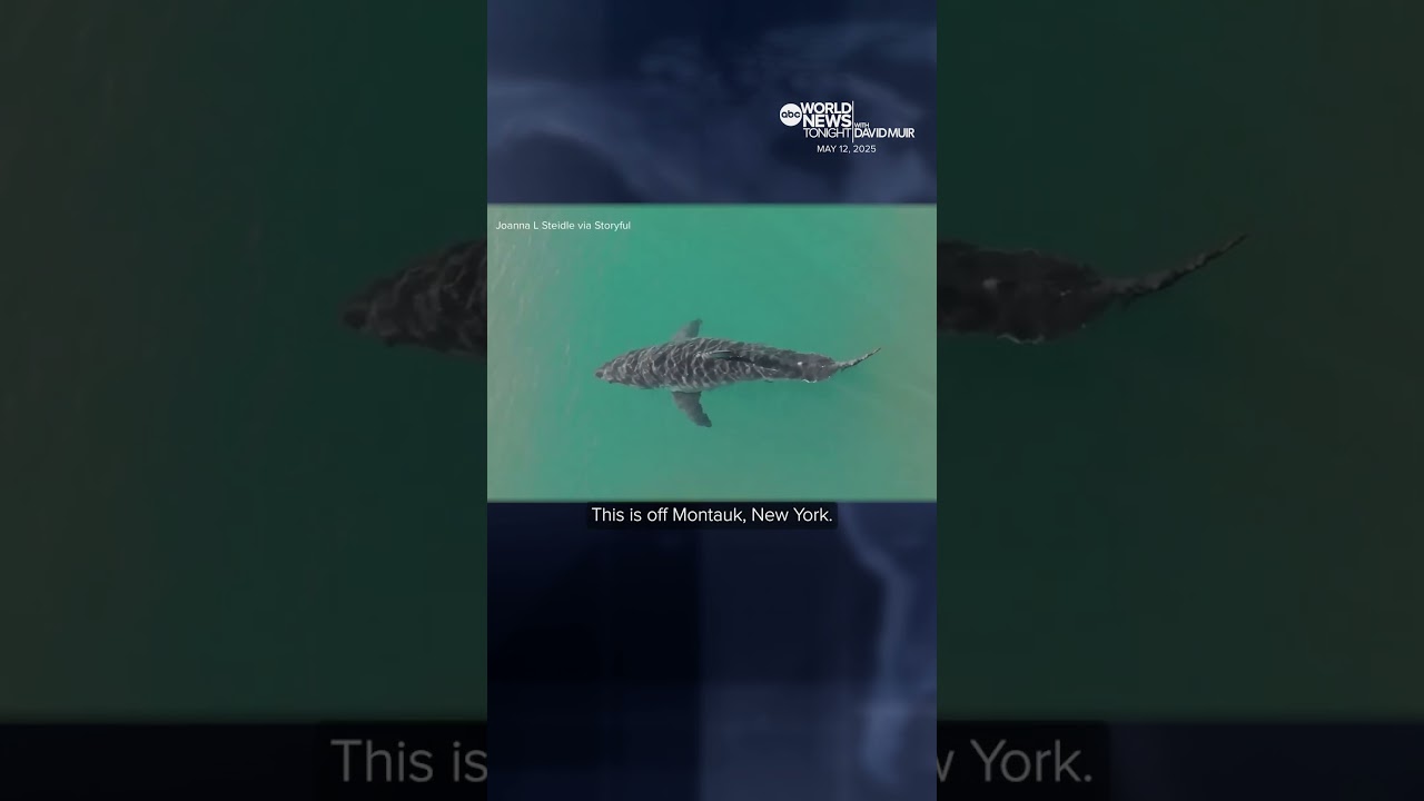 New drone video shows a great white shark spotted off Long Island