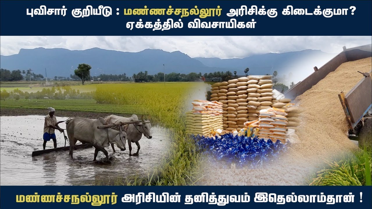 Special qualities of Mannachanallur Rice | மண்ணச்சநல்லூர் அரிசிக்கு கிடைக்குமா புவிசார் குறியீடு? |