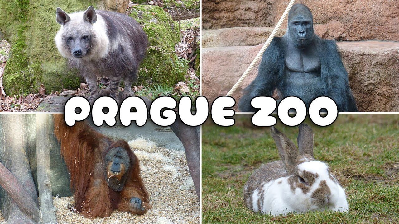 Prague Zoo