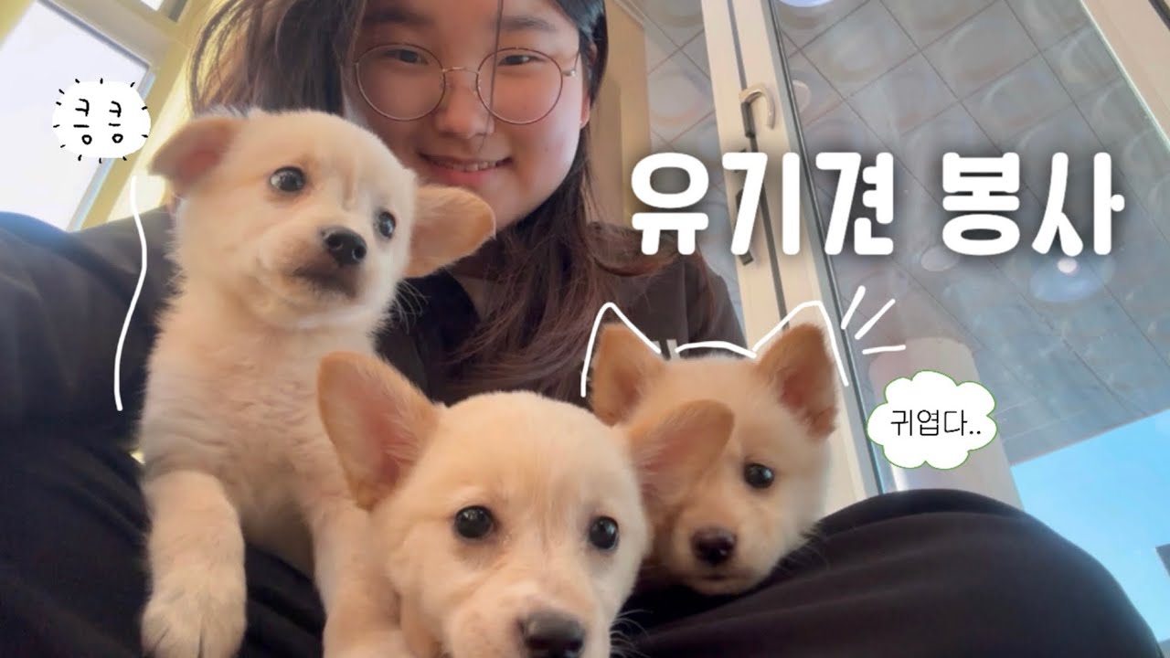 인절미 세마리와 함께하는 유기견 봉사 🐶| 동물보호센터, 유기견 봉사 동아리