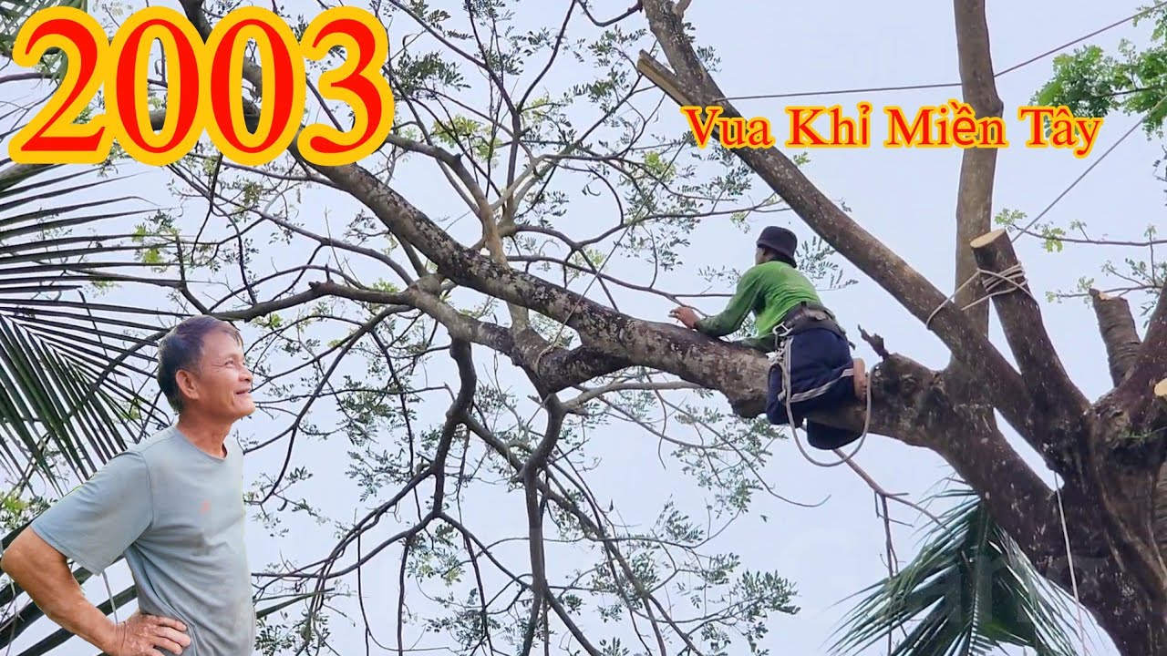 Quyết định treo cưa nhánh lớn của cây Còng , mặc dù Vua Khỉ đi làm 1 mình ! Cutting tree