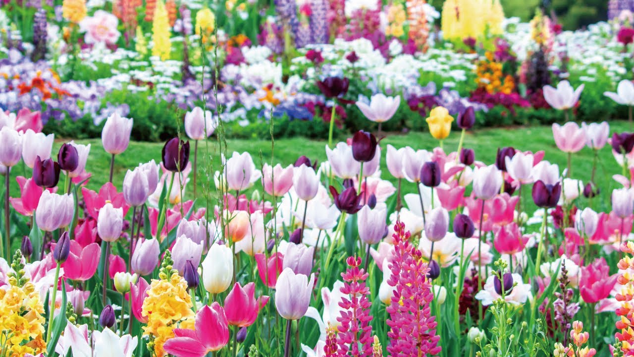 Beautiful Flower Garden Ambient &lsquo;Garden Necklaces Yokohama&rsquo; in Satoyama Garden, Yokohama, Japan