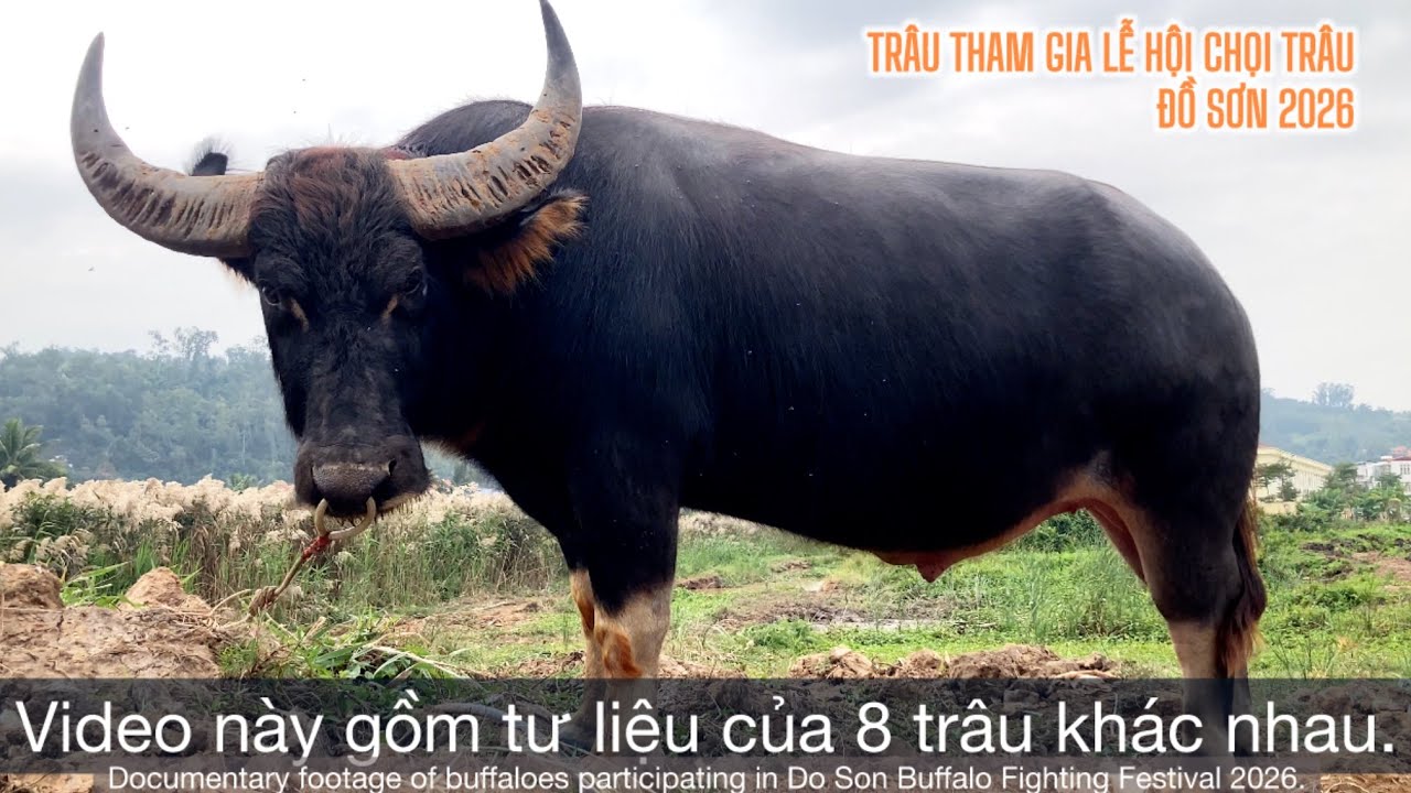 Trâu tham gia Lễ hội Chọi Trâu Đồ Sơn 2026 | DoSon Buffalo Festival 2026 Untold Footage  (Comp 1)