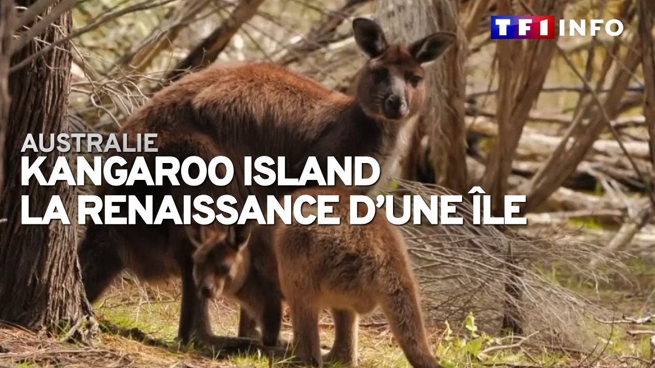 Incendies en Australie : la renaissance de Kangaroo Island, dévastée par les flammes