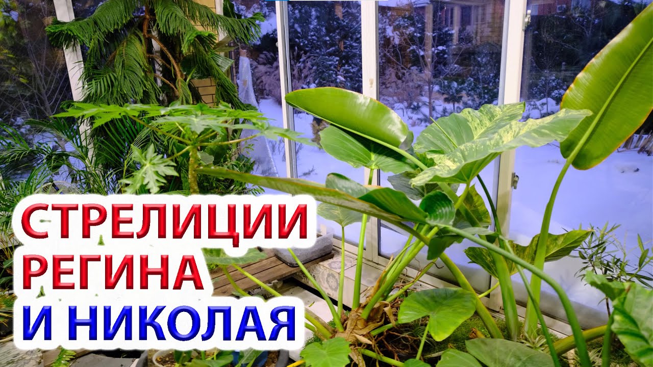 Стрелиция Николая и Регина в чем разница