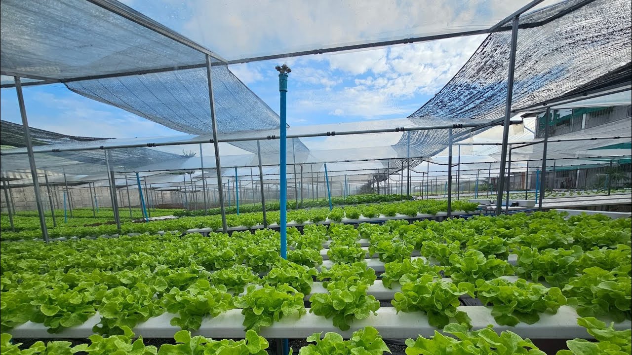 แพ็คผักแล้วเพาะเมล็ดต่อครับ 🙏💪