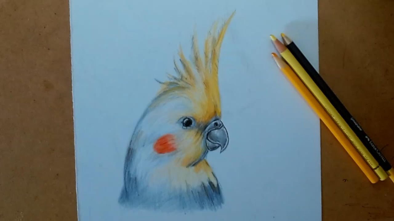 como desenhar uma CALOPSITA REALISTA