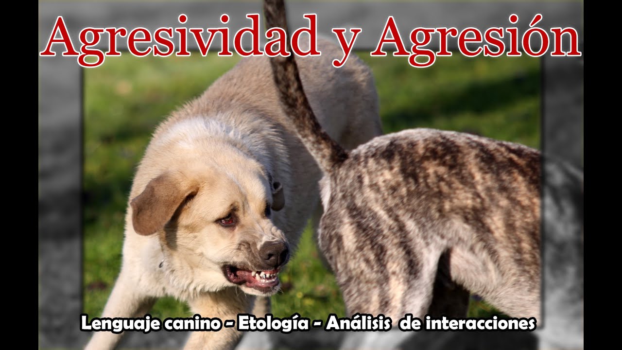 Diferencia entre agresividad y agresión - Diferencias de sensibilidad - Rituales - Etología canina