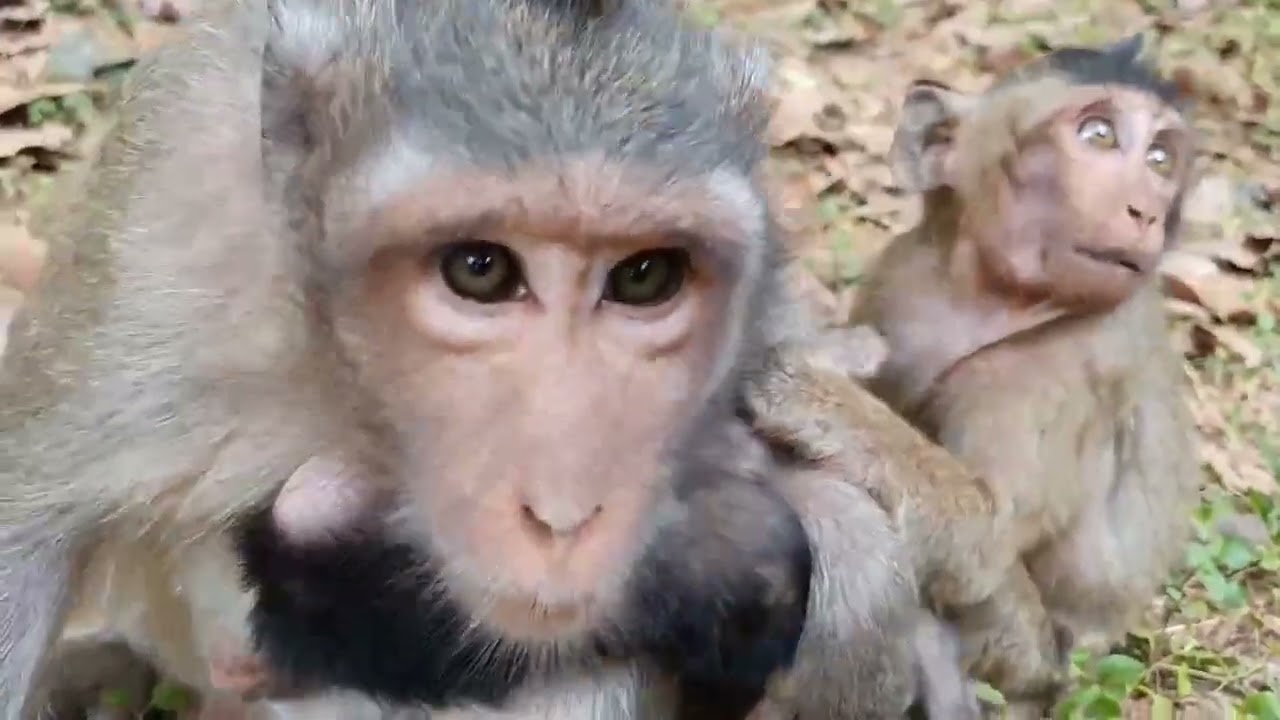 Monkey Grab In Cambodia Good All Monkeys In Khmer #217