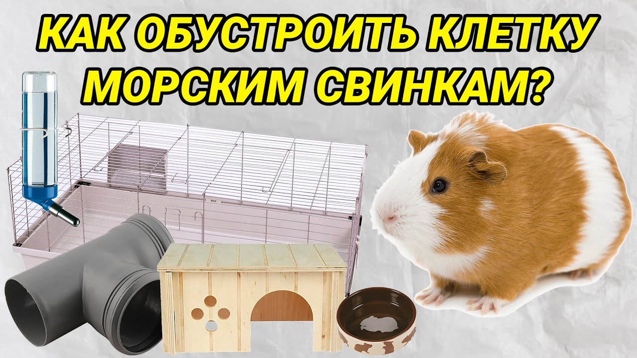 Как обустроить клетку морским свинкам? Обустройство клетки для морской свинки