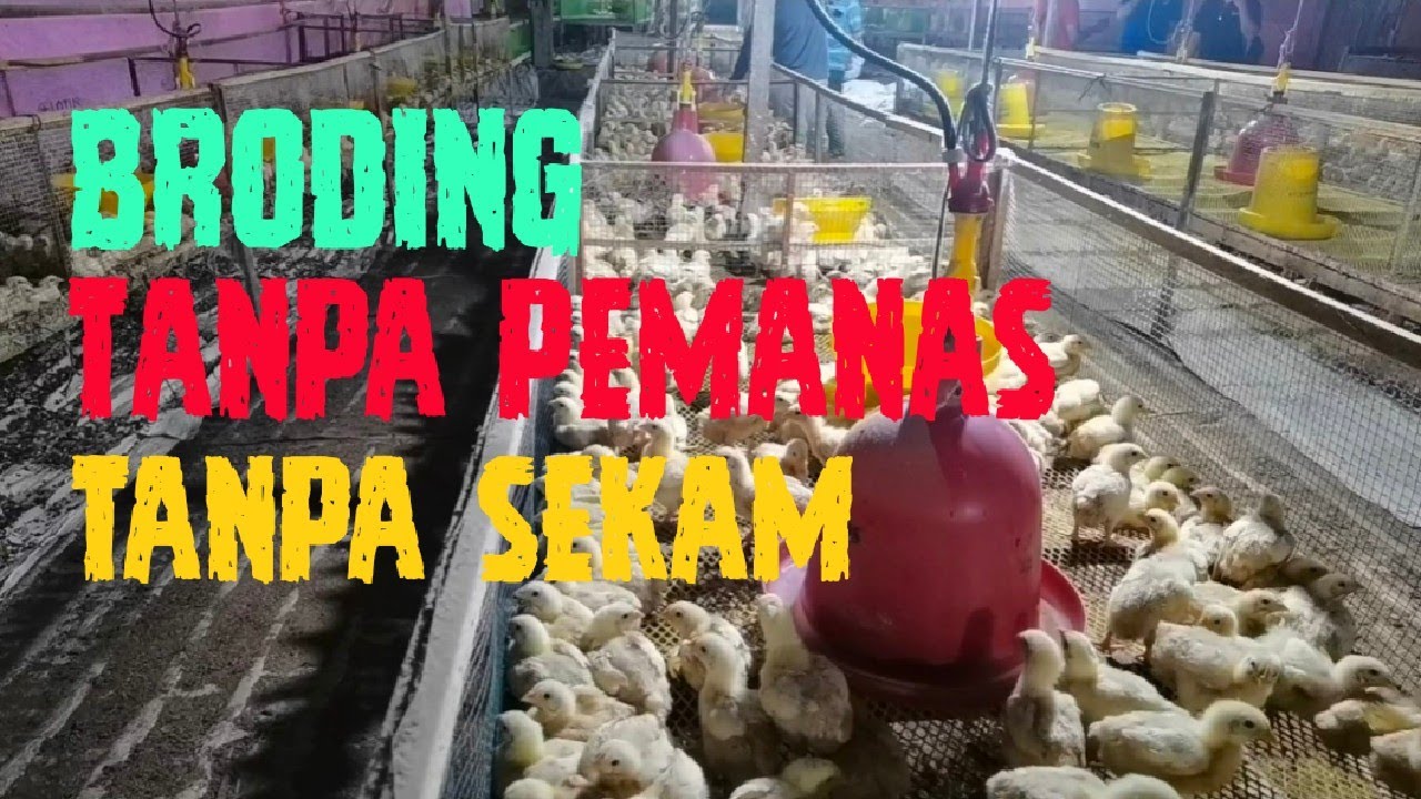 Masa broding tanpa pemanas tanpa sekam