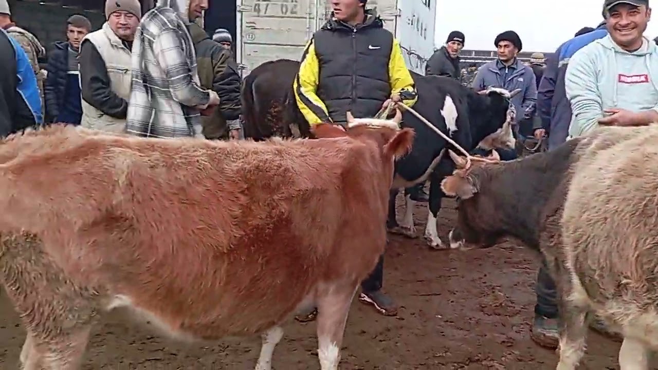 💯💯💯мол бозори Хочи Шариф ш.Бохтар 20-Декабр навори тоза.💯💯💯