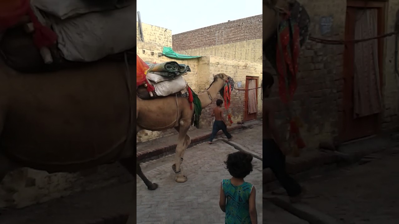 Camels are begging in 109 rb roda