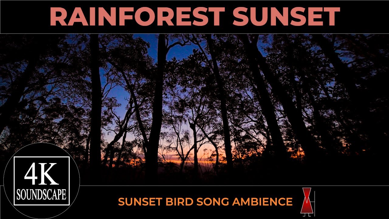Rainforest Sunset Ambience | Tropical Bird song at Dusk | Mount Jerusalem, Australia | 4K SOUNDSCAPE