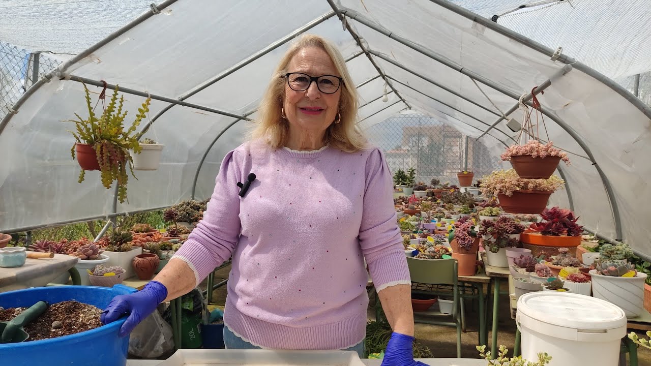 HIBRIDOS PRECIOSOS Y OTRAS