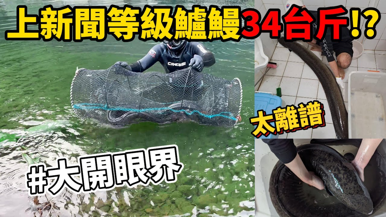 凡間妖怪《34台斤鱸鰻》出水!?台灣竟然有這種怪物!!!?一籠收15斤直接破萬收入 月底不用吃泡麵了 直接開煮鱸鰻超好吃!!!#抓海鲜 #趕海 #料理