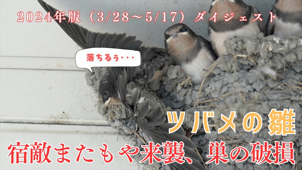 【ツバメ日記2024年ダイジェスト51日】執拗なあぶれツバメの襲撃と巣の破損　かわいいは正義の弱者の戦略　2024年3月28日〜5月17日