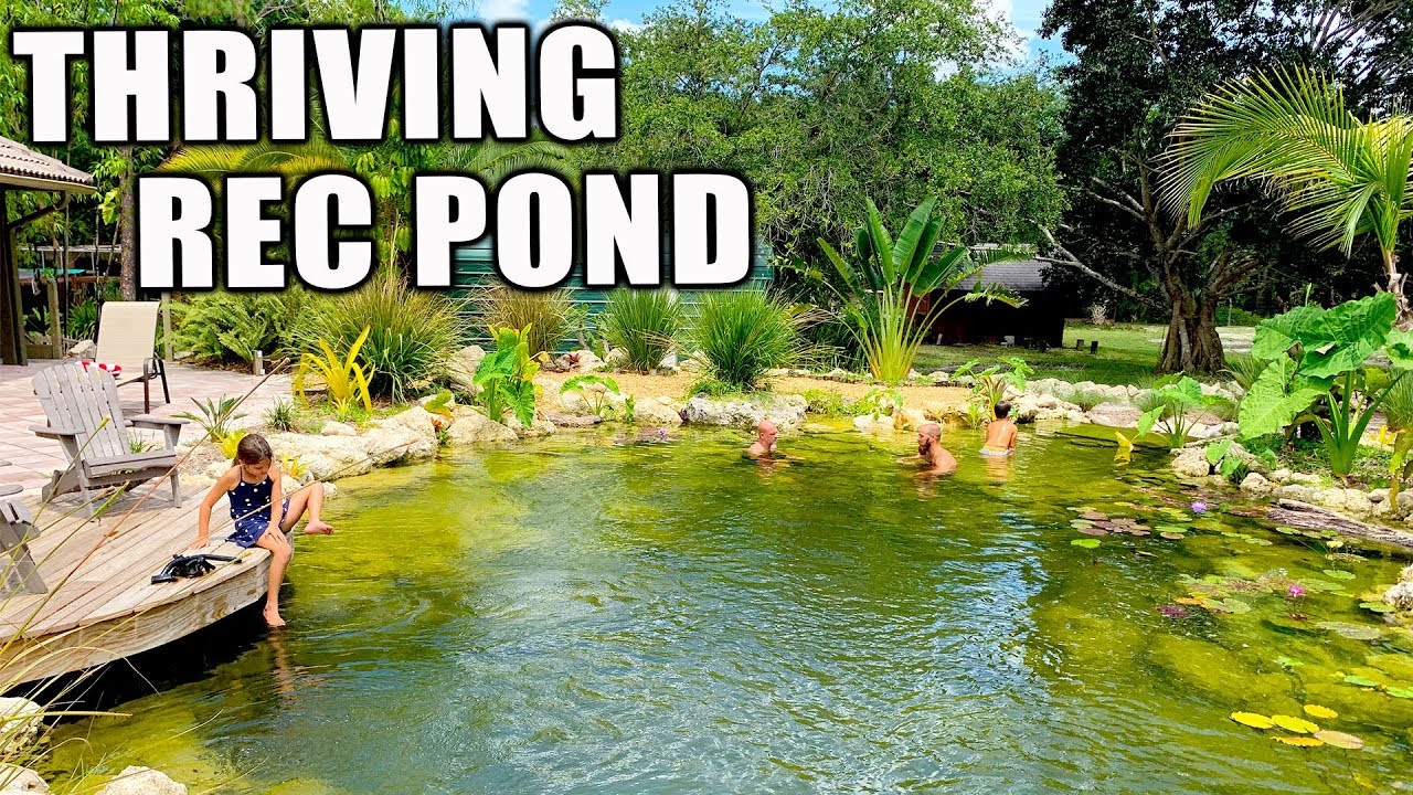 A Thriving Recreation Pond Maturing Beautifully: Kamp Kenan