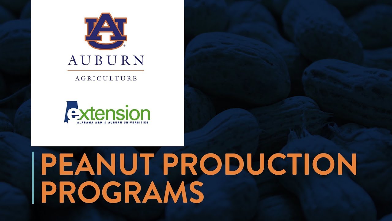 Peanut Production Programs