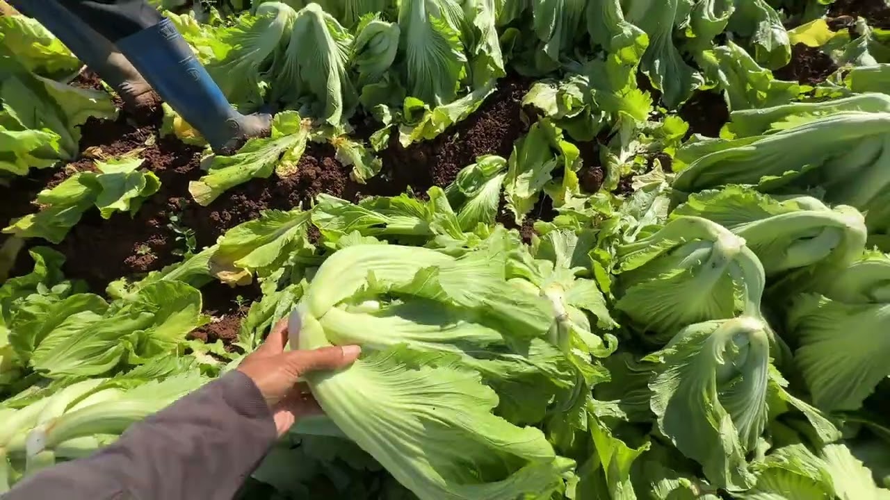 Bán cải dưa số lượng lớn trong thời điểm này thì đúng là kỳ tích,vì nó quá rẻ