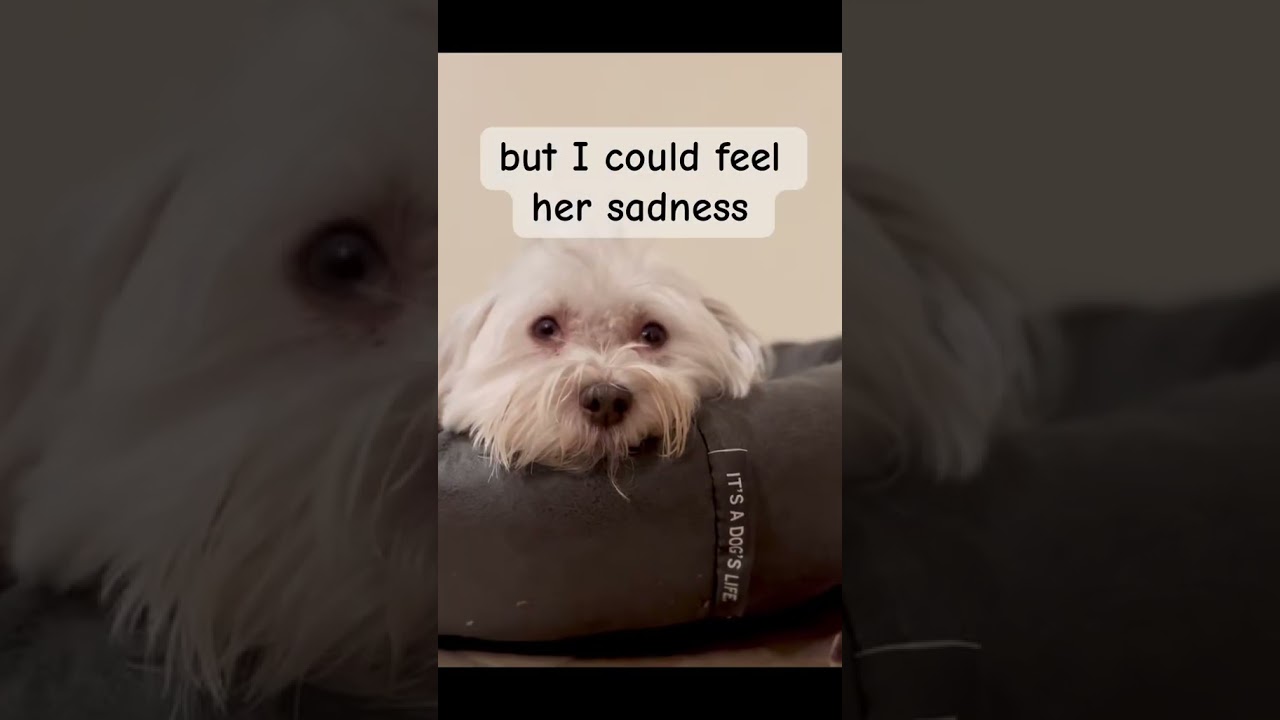 Dog who meditates | Empath dog