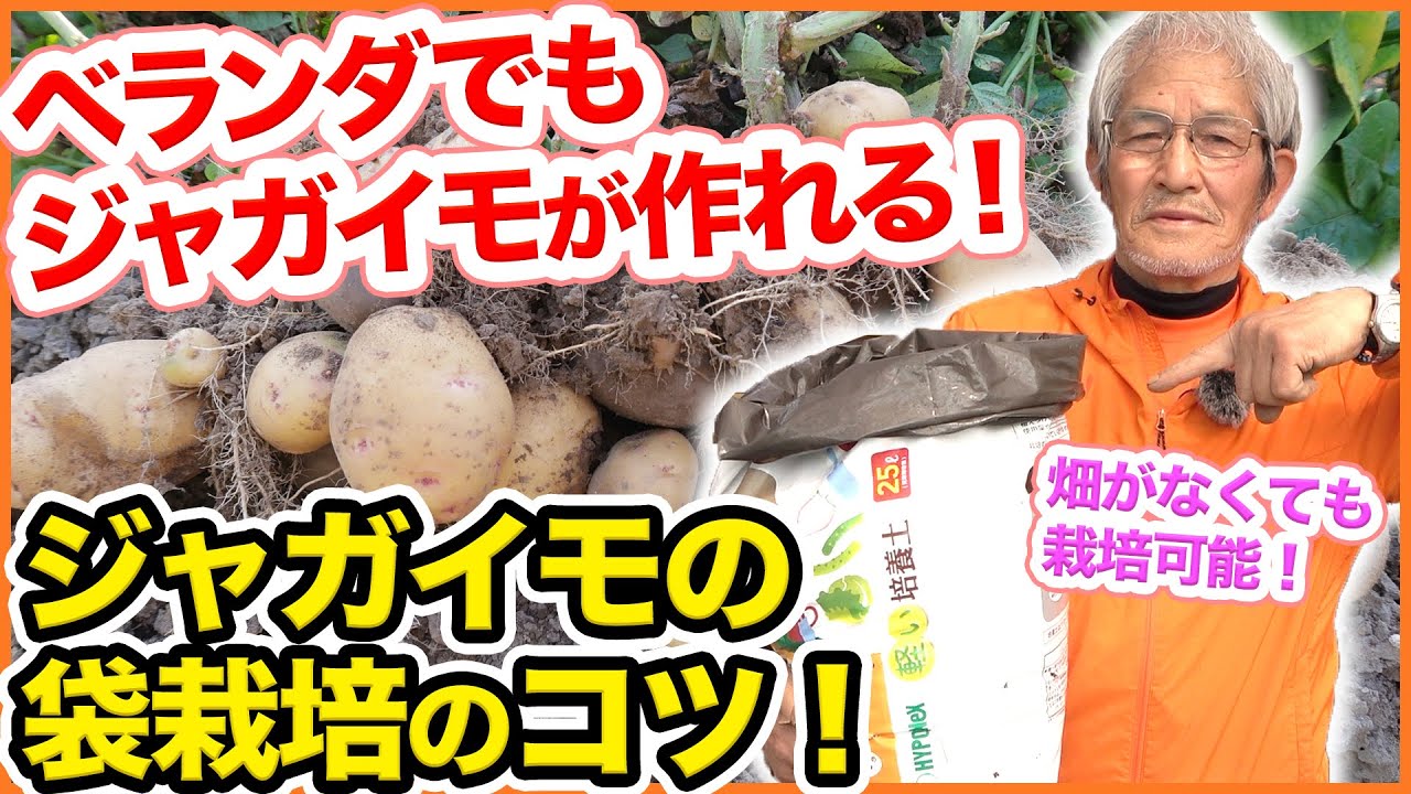 ３月に是非！ベランダでもジャガイモが育てられる！省スペース！ジャガイモの袋栽培の方法を解説！【家庭菜園】【じゃがいも】【袋栽培】【ベランダ菜園】