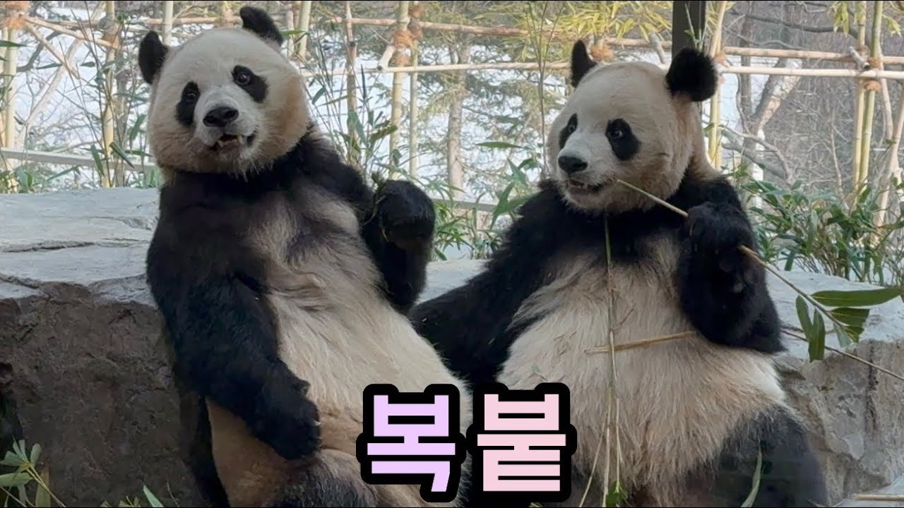 누가 누가 더 키클까~?? 🤗🥰