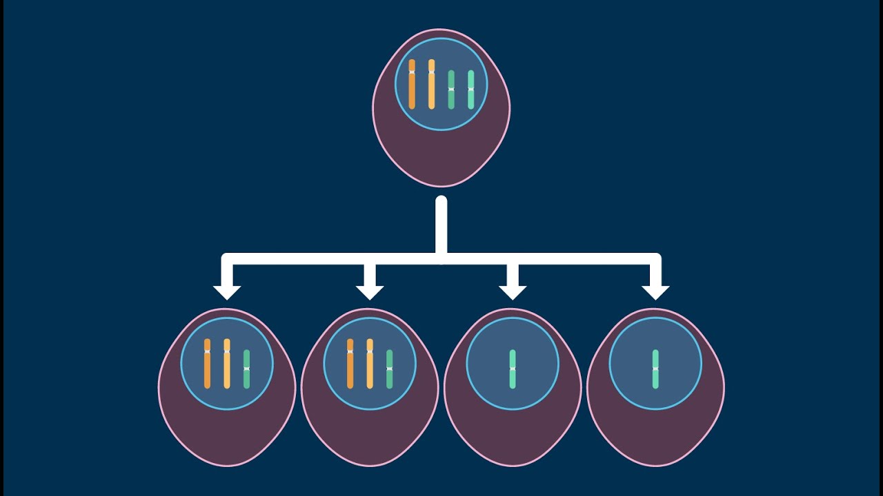 Nondisjunction in Meiosis