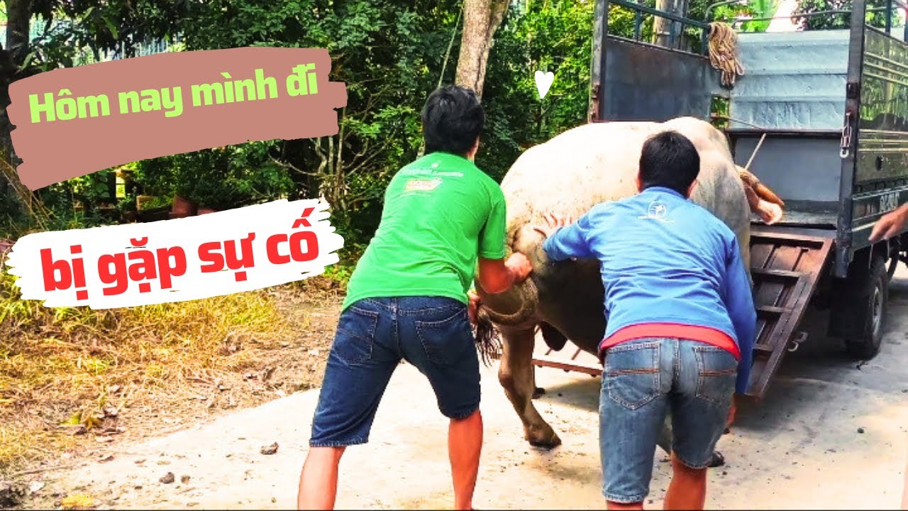 Hôm Nay Mình Đi Mua Được Bốn Em Bò Và Gặp Sự Cố Bất Ngờ !