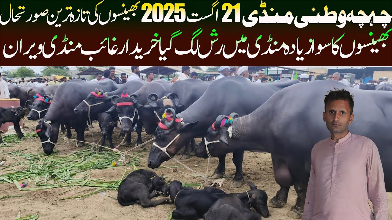 Chichawatni Cattle Market 21 August 2025 Update |  Buffalo Mandi Pakistan Punjab| Nili Ravi Buffalo 