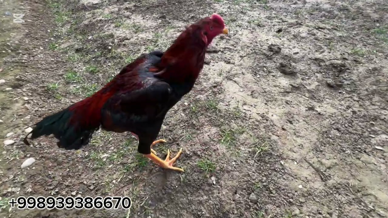 XOSHIMOV TV DAKANLARI KAREYA ZOTLAR PARVOZLAR UCHUN MAXSUS VIDEO NAMANGAN