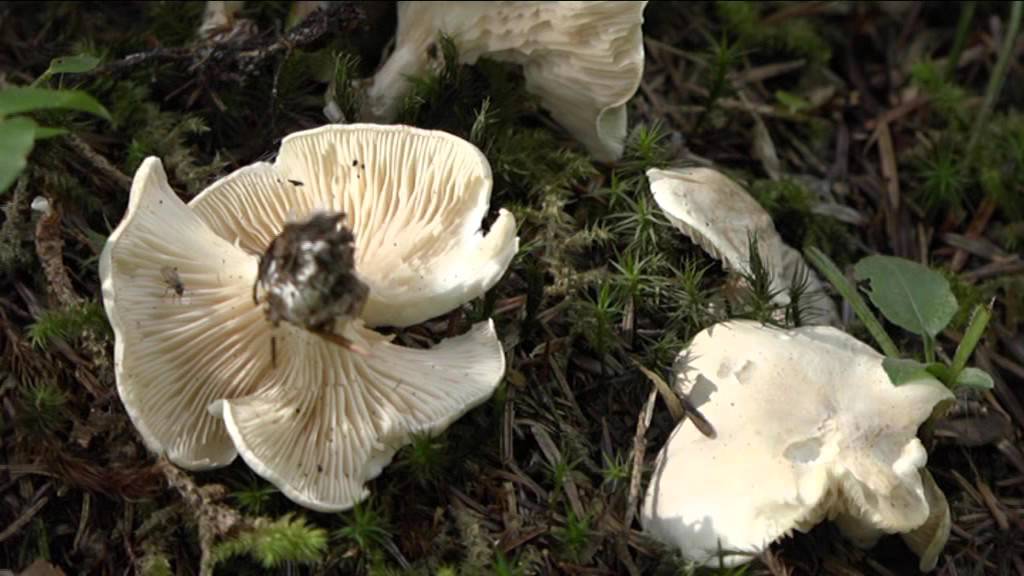 Clitopilus prunulus @ Conoscere i funghi 28.09.2015