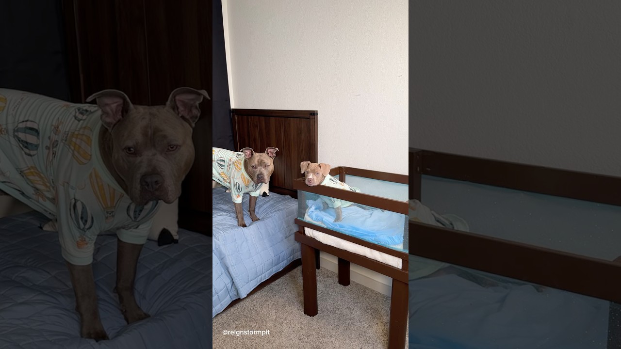 Morning Routine With 3 Dogs 🐾🩵  #dog #dogmom #aesthetic #puppy #viral #shorts #cutedog #cute