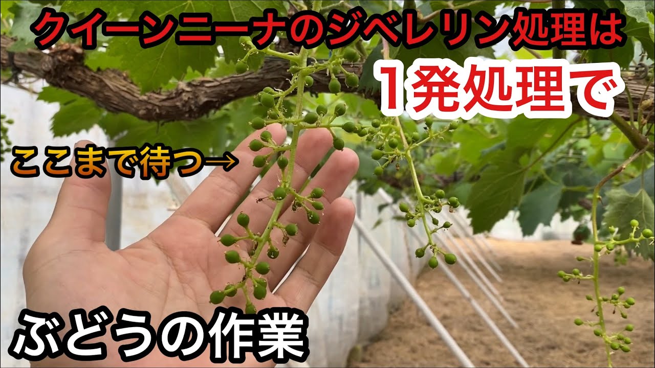 「ぶどうの作業」クイーンニーナのジベ処理！着色優先の1発処理。