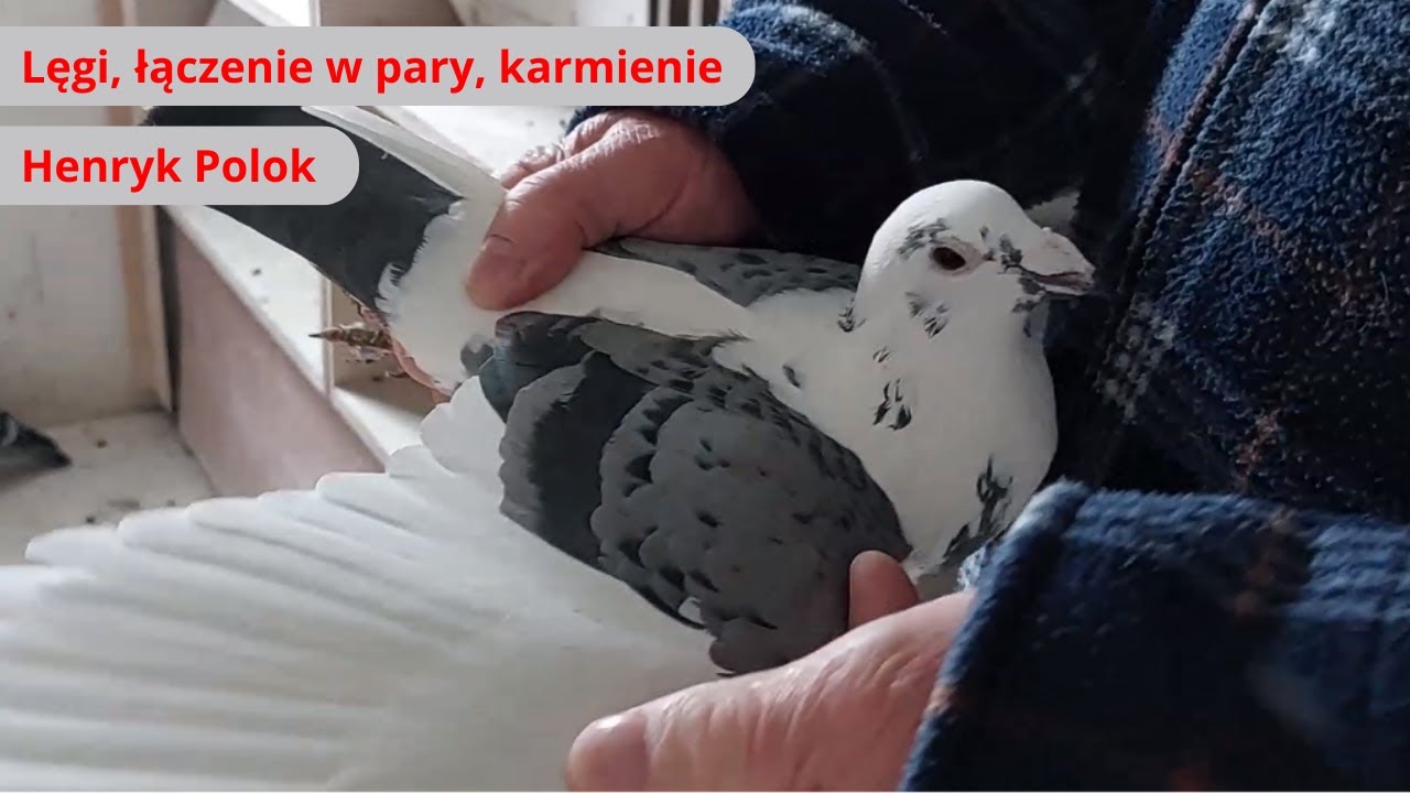Lęgi | łączenie w pary | Karmienie w tym okresie | zobacz jak to robi Henryk Polok w swojej Hodowli❗