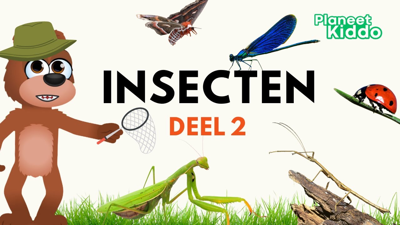 🐞 Insecten Leren In Het Nederlands 2 | Educatief Dieren Filmpje Voor Peuters En Kleuters | Groep 1-4